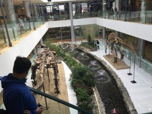 two dinosaur skeletons ground floor Ulaanbaatar shopping Mall